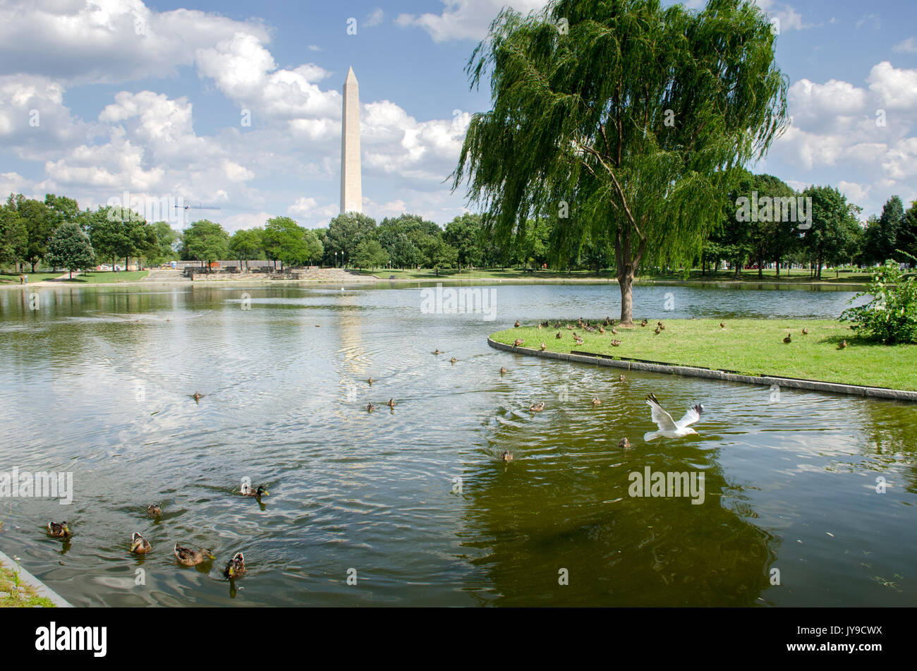 A lone sea gull amongst the ducks takes flight at Constitution Gardens, on the National Mall in Washington DC. Stock Photo