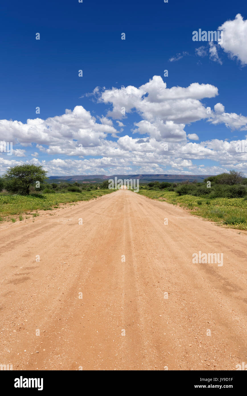 Road D2414 through blooming farmland southeast of Kalkfeld, rainy season, Otjiwarongo District, Otjozondjupa region, Namibia Stock Photo