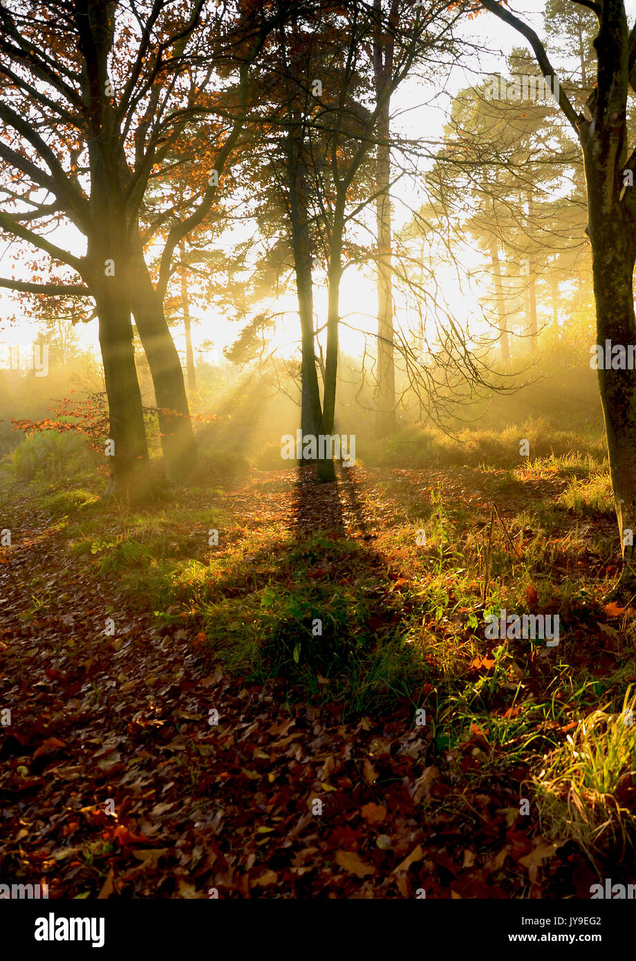dalby forest national park, yorkshire Stock Photo - Alamy