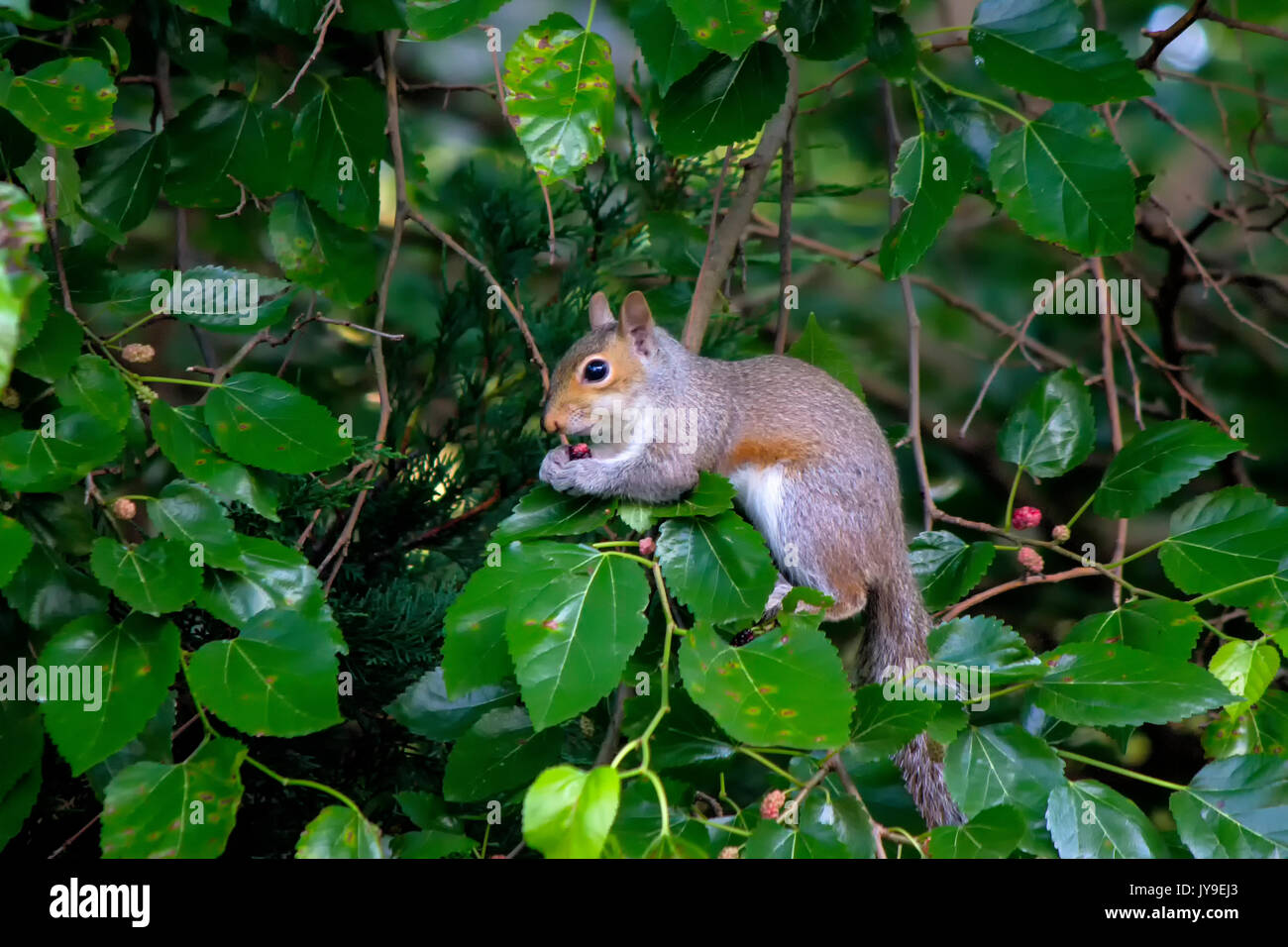 Eastern gray squirrel sitting in tree eating berries Stock Photo Alamy