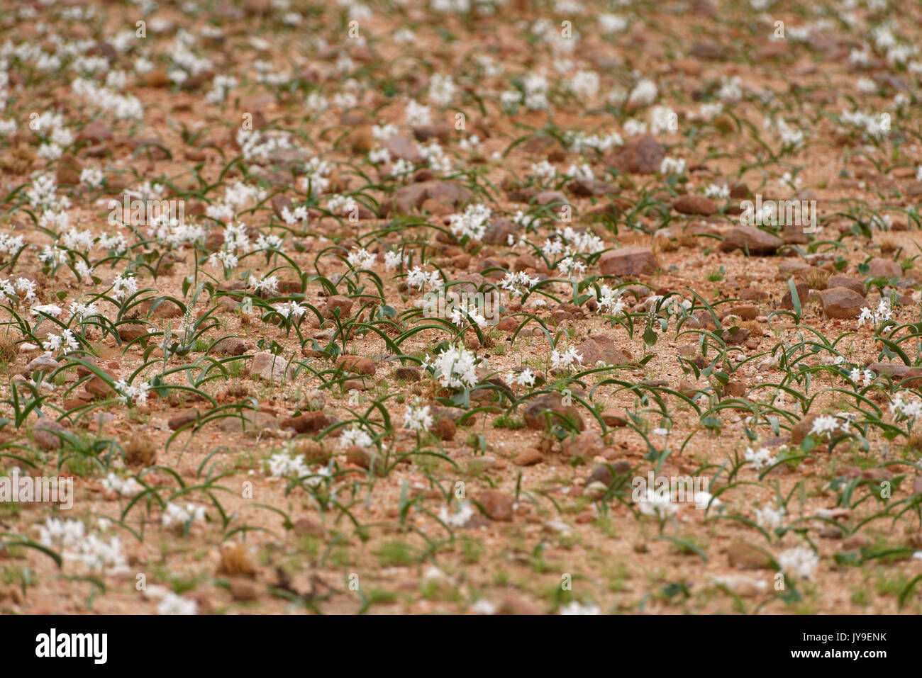 Natur Lilium High Resolution Stock Photography and Images Alamy