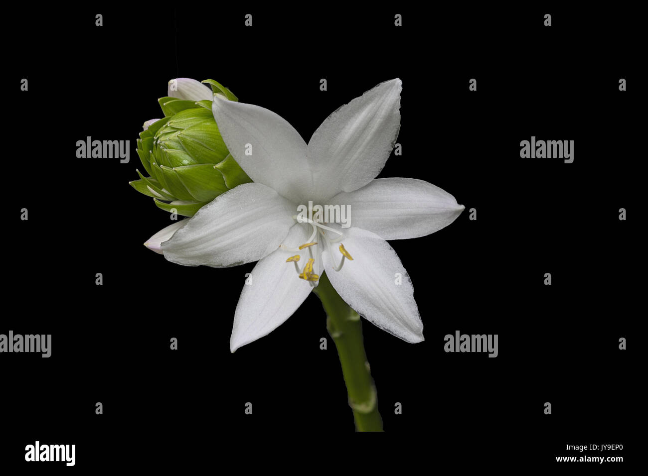 Royal Standard Hosta bloom Stock Photo