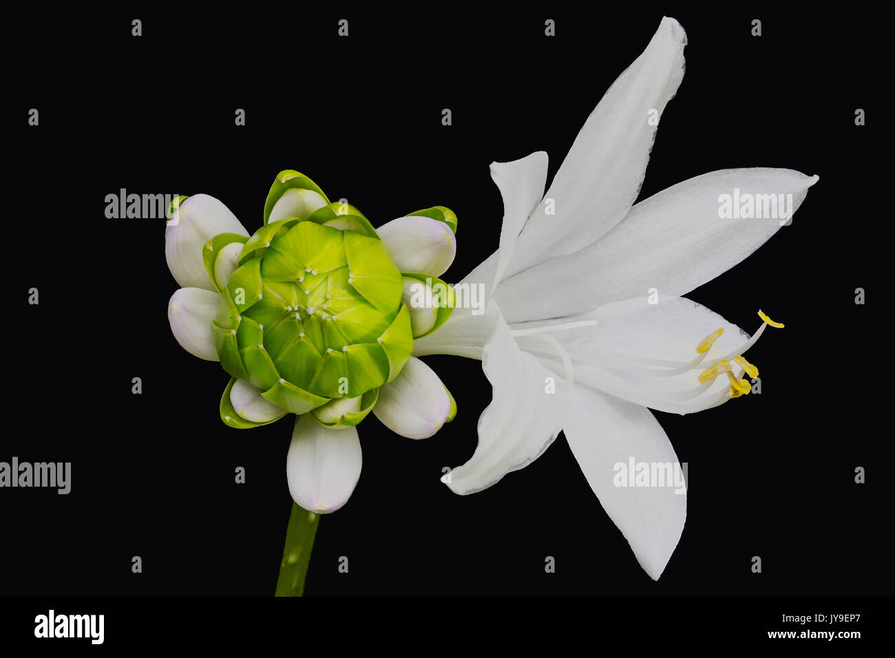 Royal Standard Hosta bloom Stock Photo