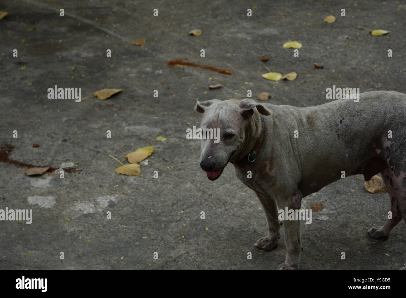 Dogs starving in fallow Stock Photo