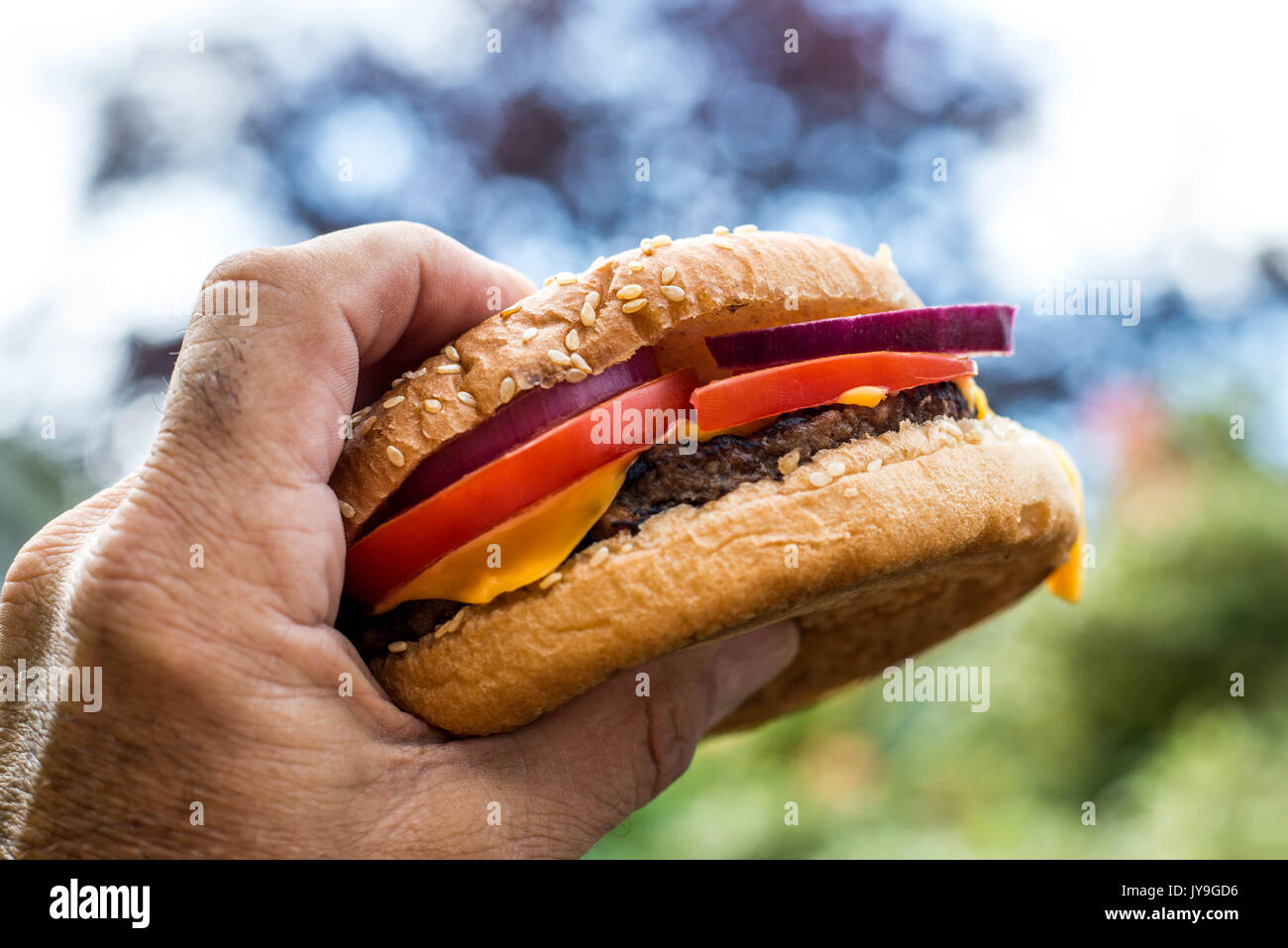 Holding A Quarter Pound Hamburger or Beefburger in a Seame Bread Bun With Salad Stock Photo
