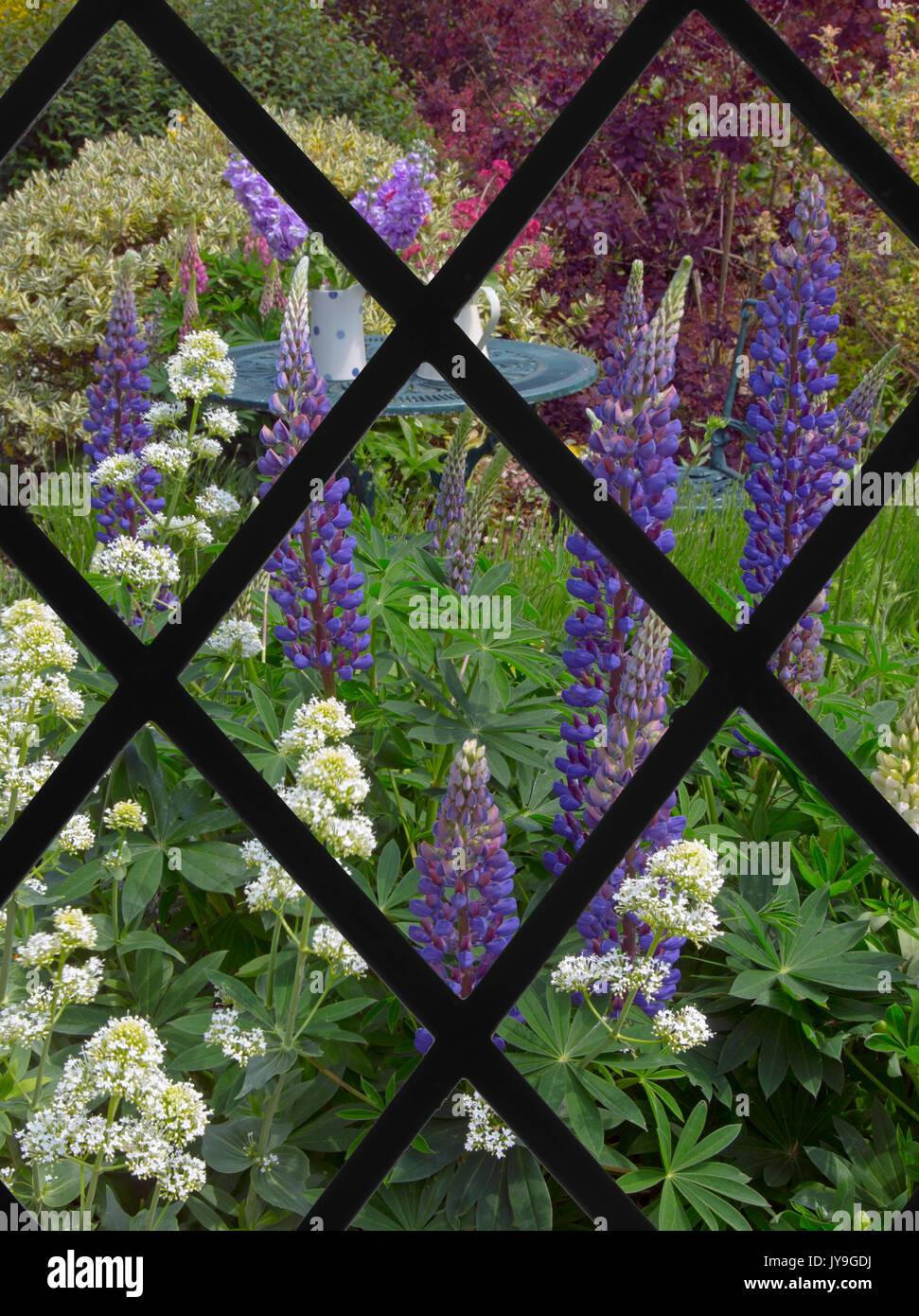 View through lattice window of Blue Lupins and White Valarian flowering in the foreground in country garden with an abundance of plants and flowers. Stock Photo