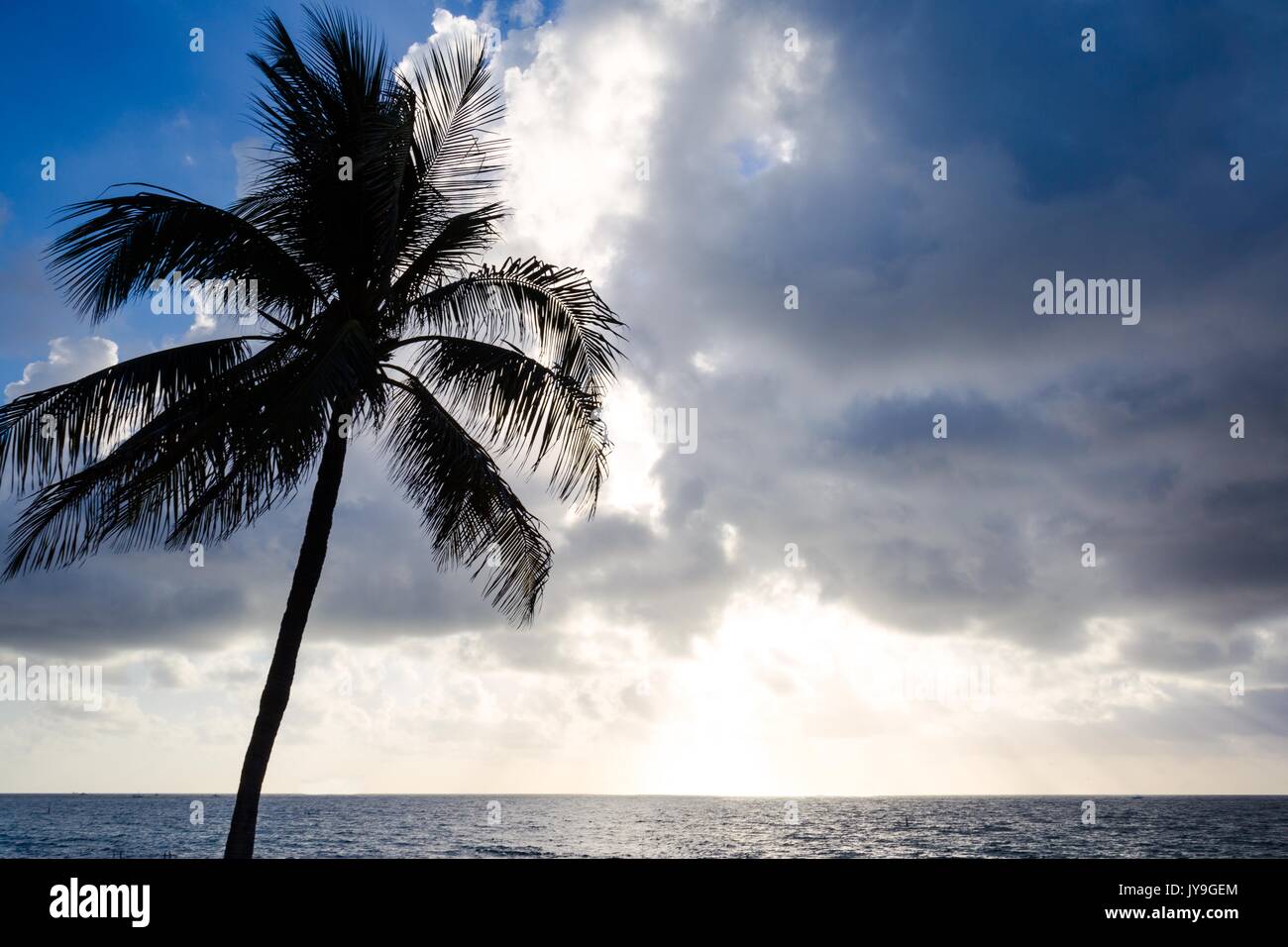 Palm tree sunrise hi-res stock photography and images - Alamy