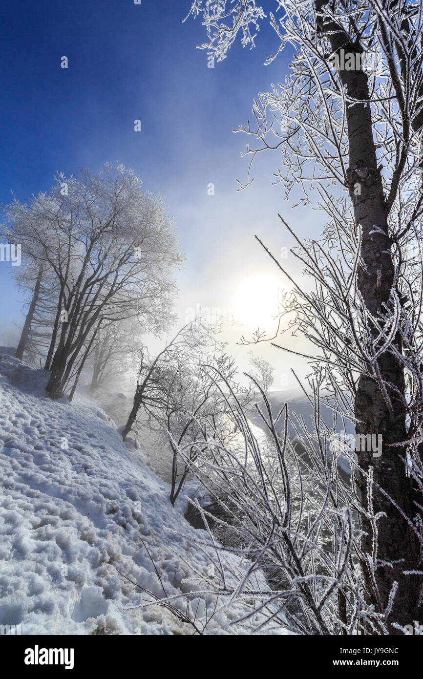 Frost covers the branches of trees in Sils. Engadine. Switzerland. Europe Stock Photo