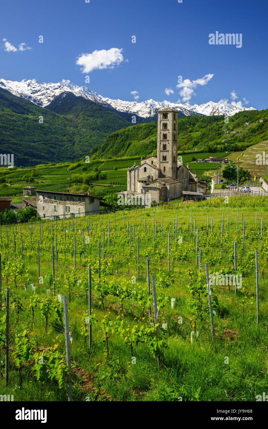 View of the church of San Siro in Bianzone by green terraces. Province of Sondrio. Valtellina Lombardy. Italy. Europe Stock Photo
