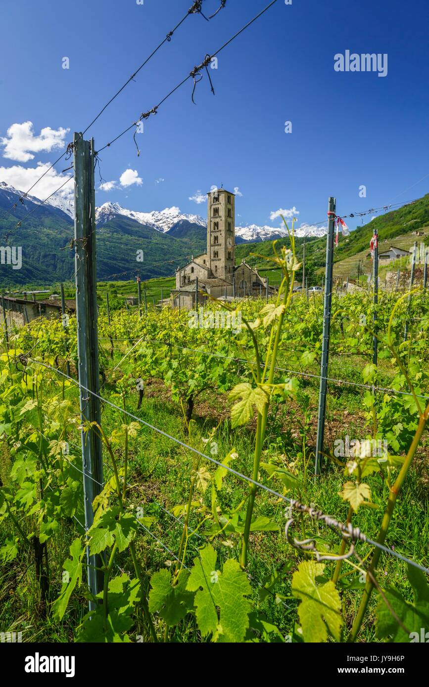The lush green vineyards of Valtellina in the background the church tower of the village of Bianzone. Province of Sondrio. Lombardy. Italy. Europe Stock Photo