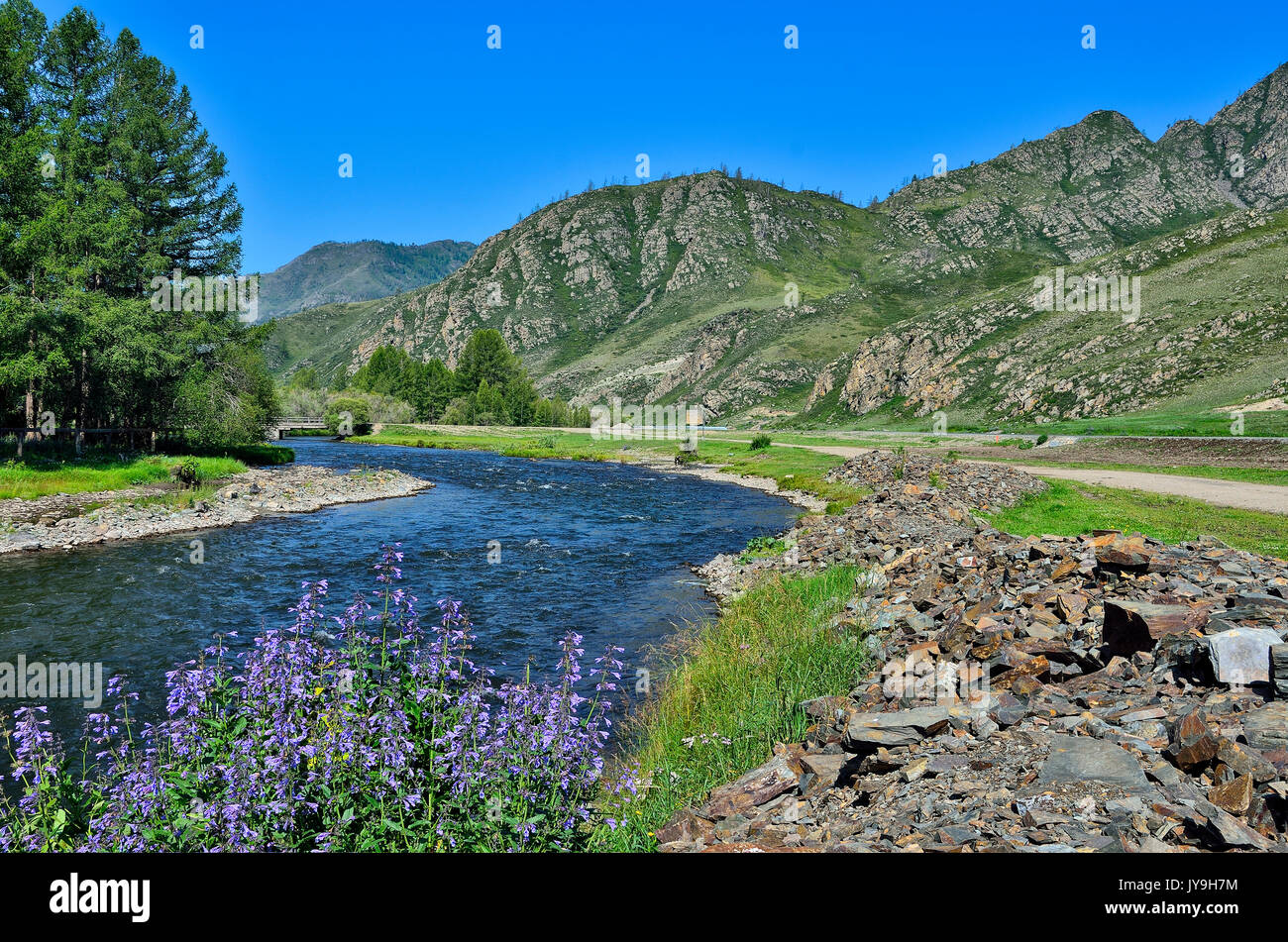 Sunny summer mountain landscape with blue flowers on the stony bank of the fast river, Mountains of Altai, Russia Stock Photo