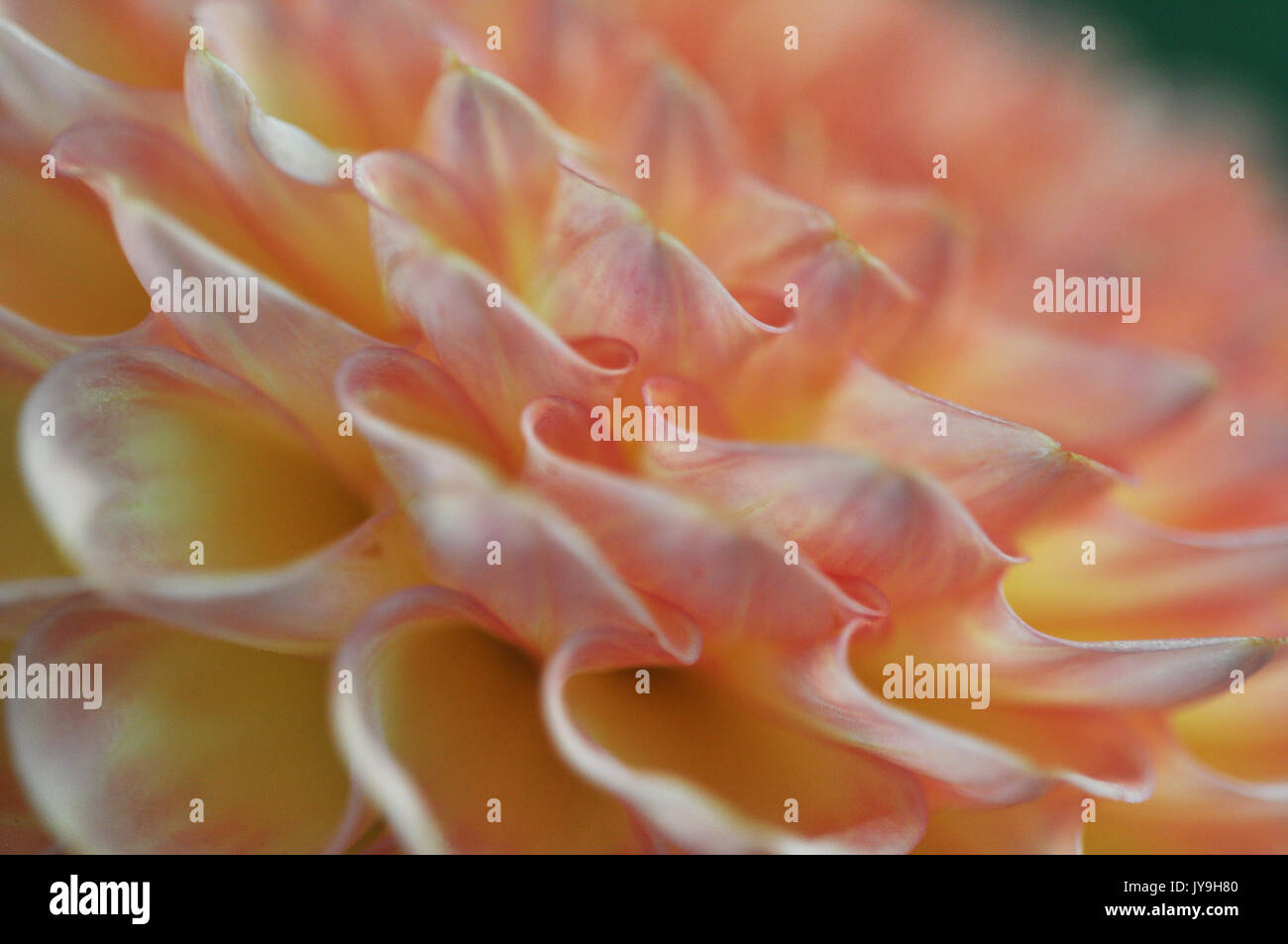 Bushy dahlia blooms hi-res stock photography and images - Alamy