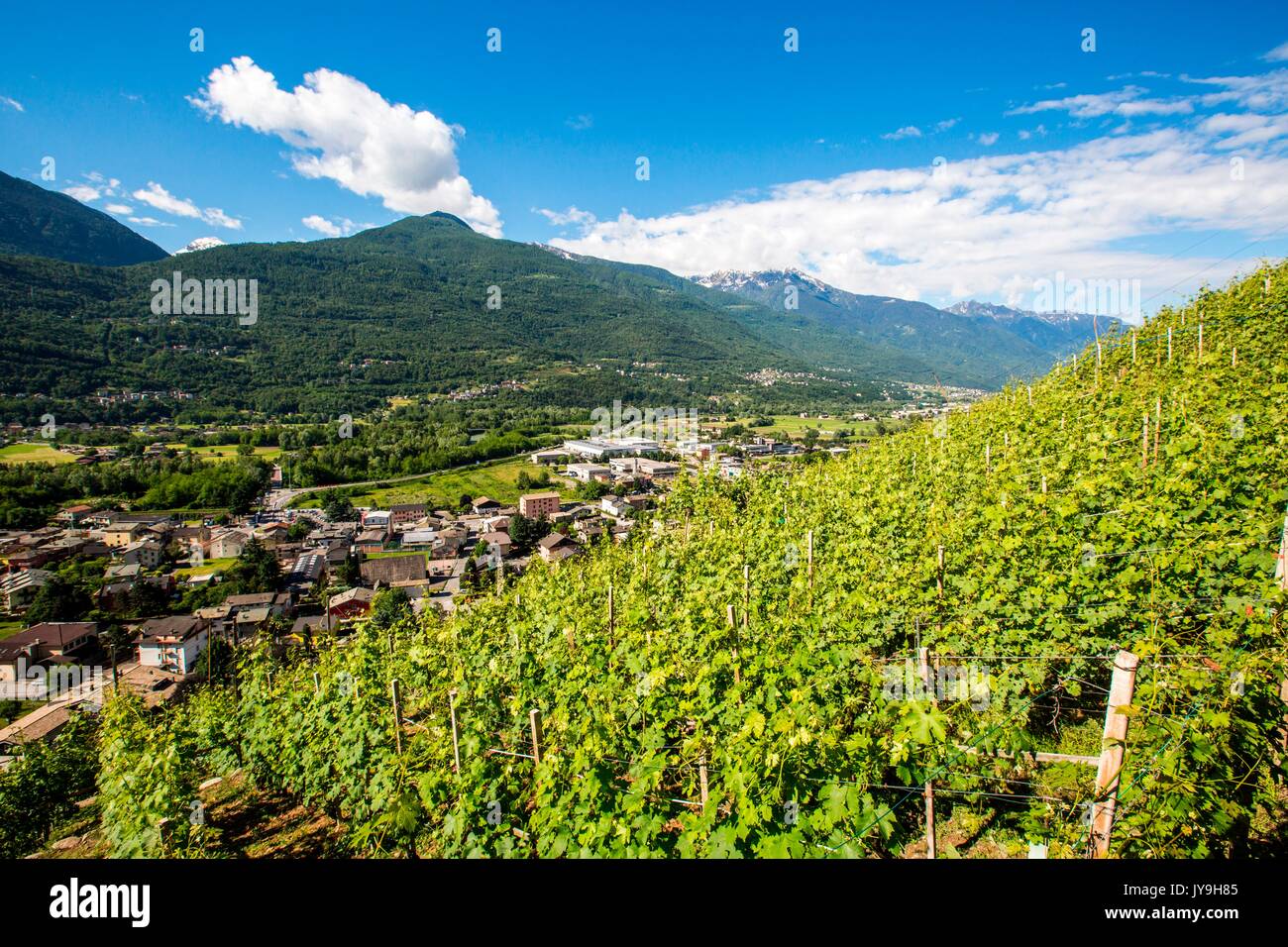 The village of Bianzone surrounded by green vineyards of Valtellina. Province of Sondrio. Lombardy. Italy. Europe Stock Photo