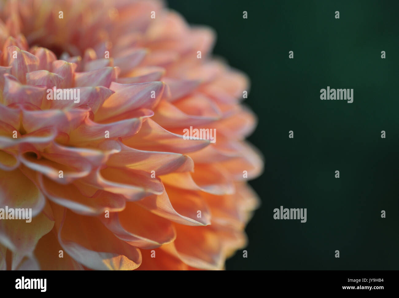 Bushy dahlia blooms hi-res stock photography and images - Alamy
