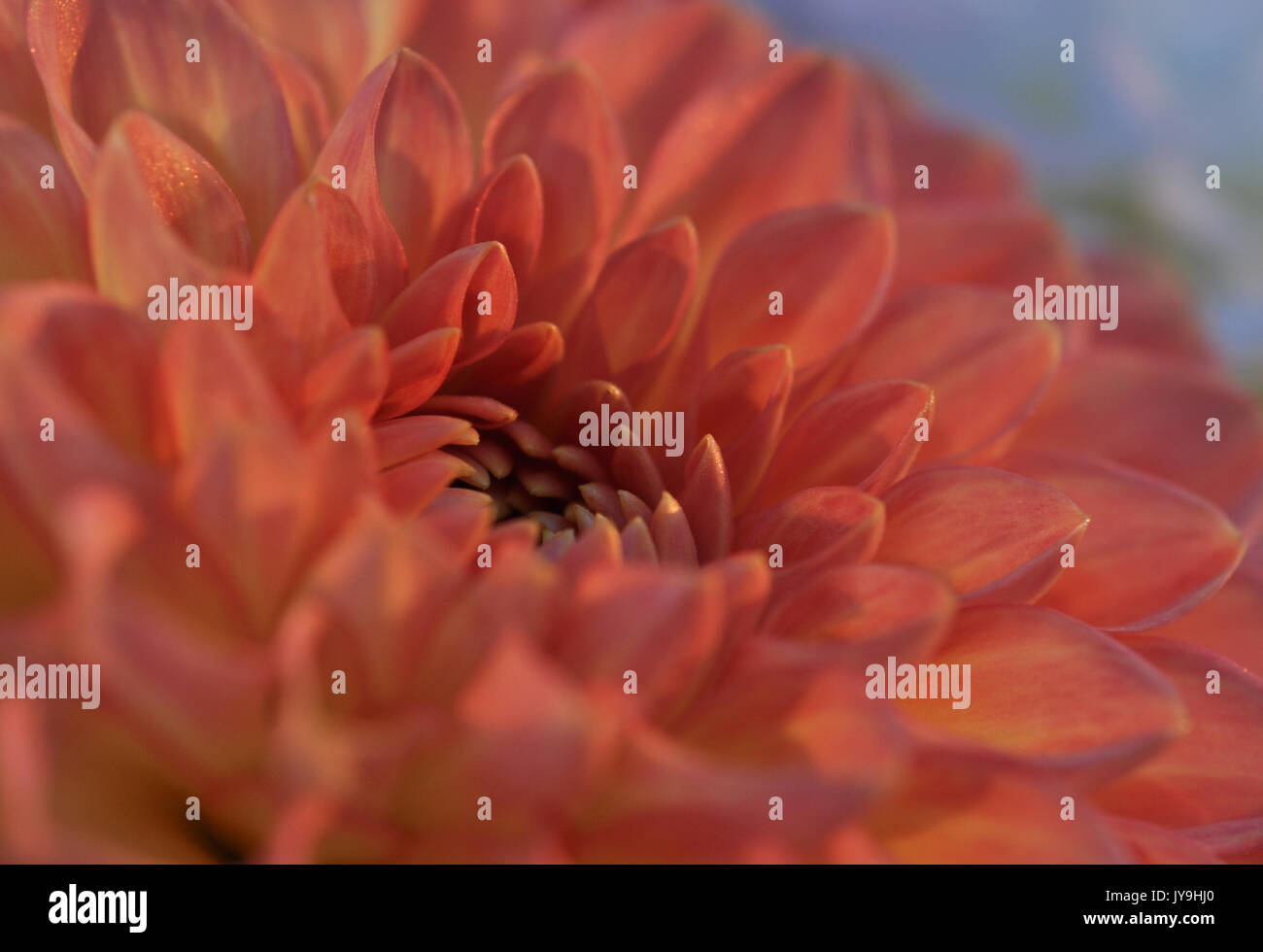 Bushy dahlia blooms hi-res stock photography and images - Alamy