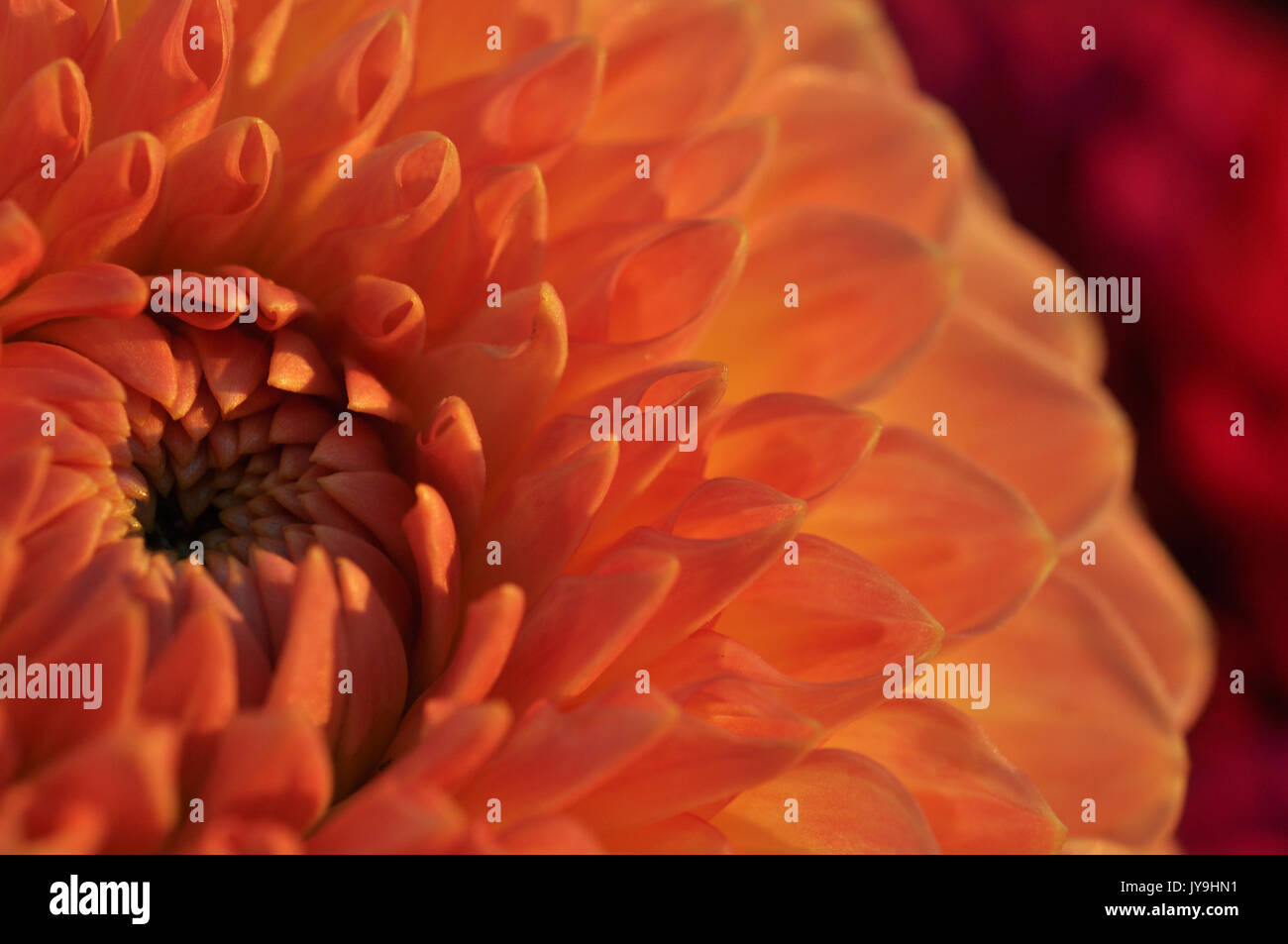 Bushy dahlia blooms hi-res stock photography and images - Alamy