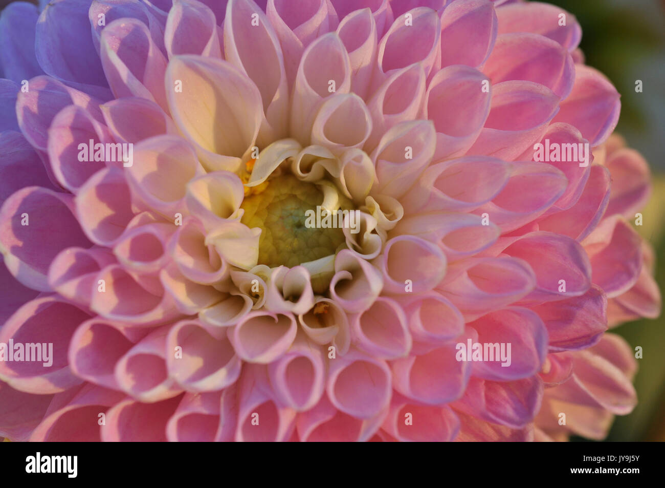 Bushy dahlia blooms hi-res stock photography and images - Alamy