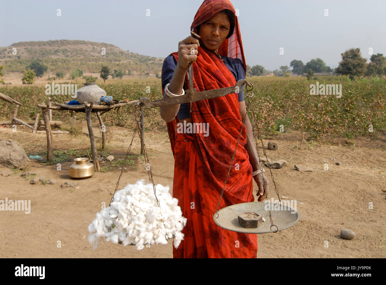 INDIA Madhya Pradesh , cotton farming in Kasrawad , woman weigh cotton harvest / INDIEN Madhya Pradesh , Baumwollanbau, Adivasi Frau mit Waage Stock Photo