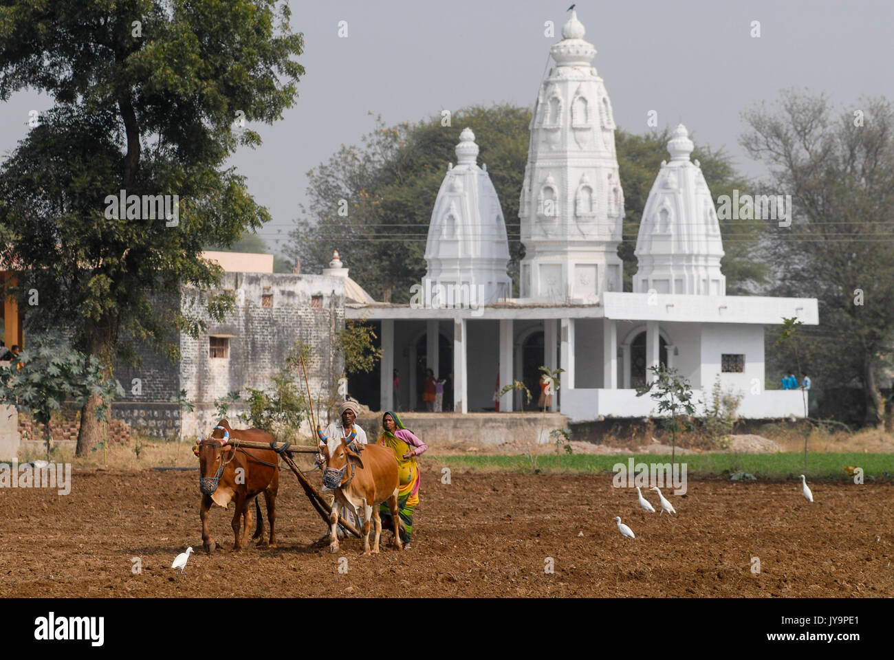 INDIA, Madhya Pradesh, farmer, man and woman, plowing field with cows infront of Hindu temple Stock Photo
