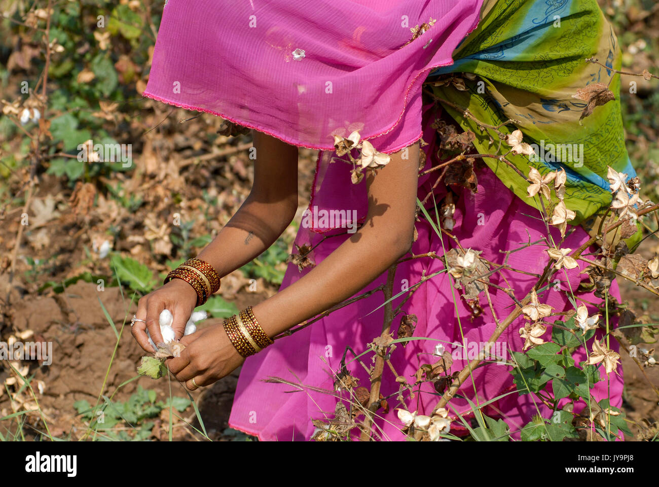 Indian woman in cotton field hi-res stock photography and images - Alamy