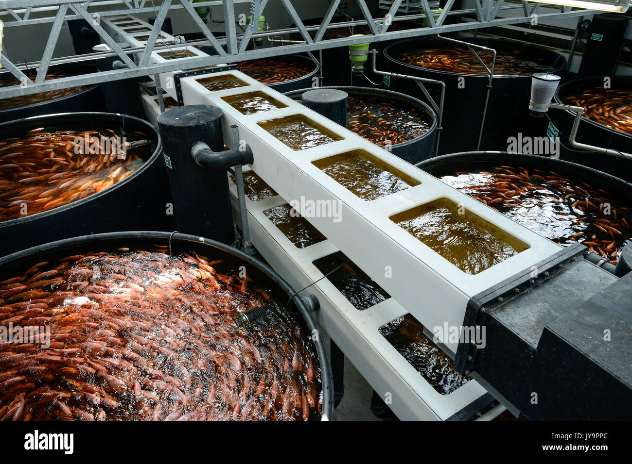 GERMANY, Berlin, Tilapia fish farm of start up ECF, the fish farm is