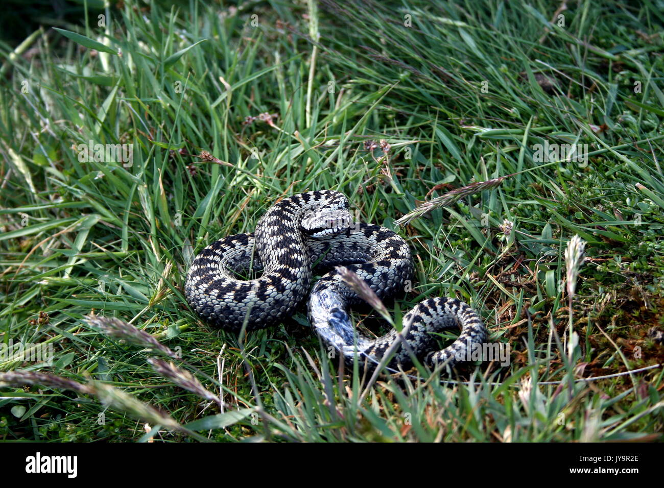 Common European Adder male fitted with radio tracking tag for telemetry project, Vipera berus, on the Malvern Hills, Worcestershire, Herefordshire. UK Stock Photo