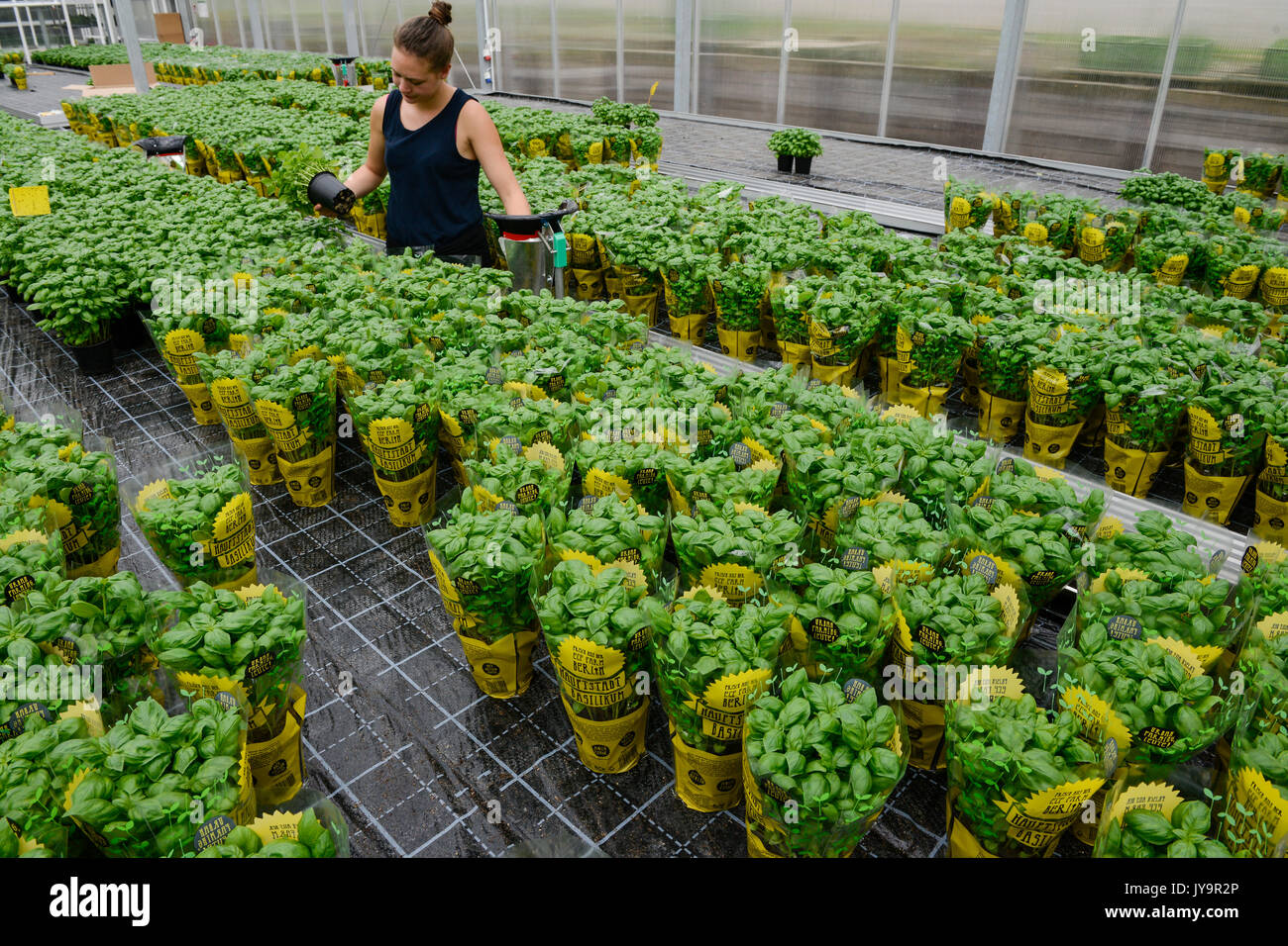 germany, berlin, combined basil and tilapia fish farm of