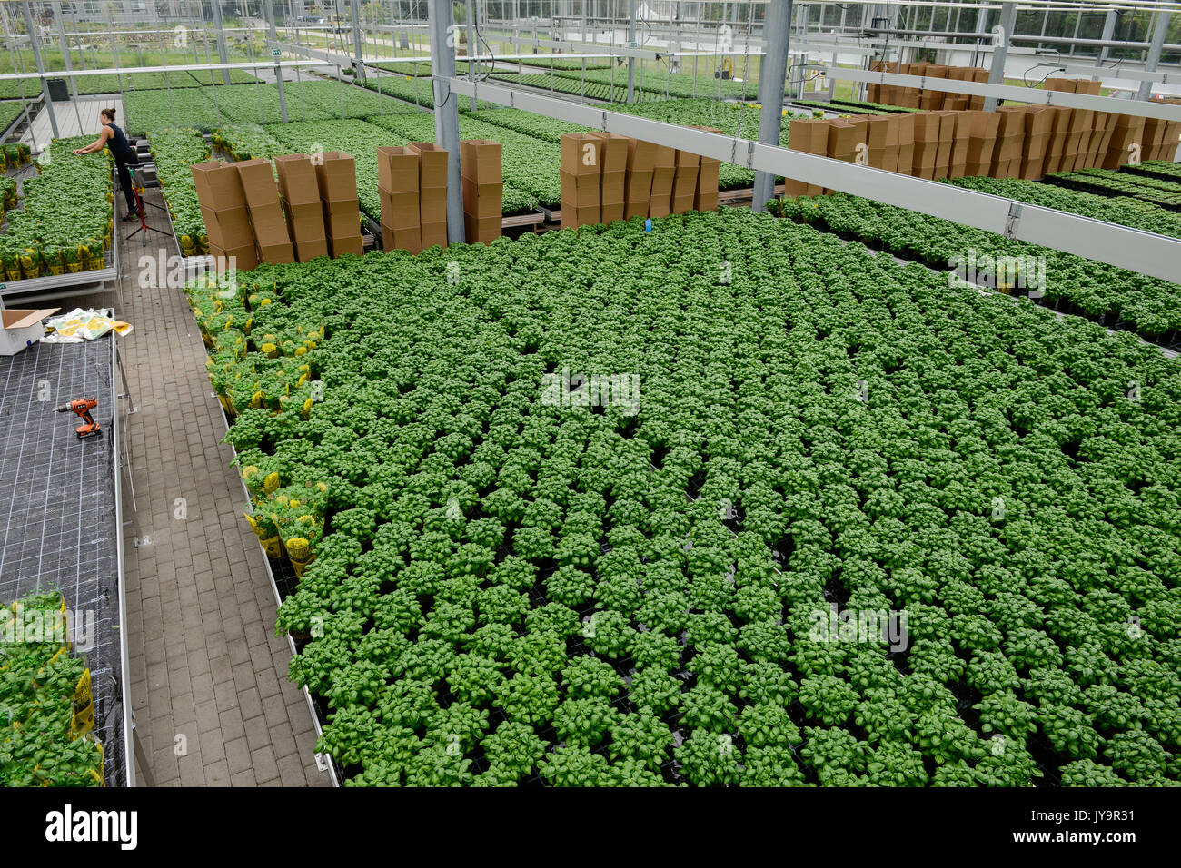 GERMANY, combined Basil and Tilapia fish farm of start up, the fish