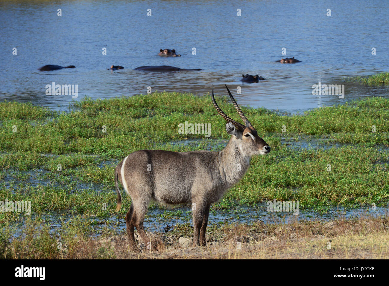 Sabi Sand Safari Stock Photo Alamy