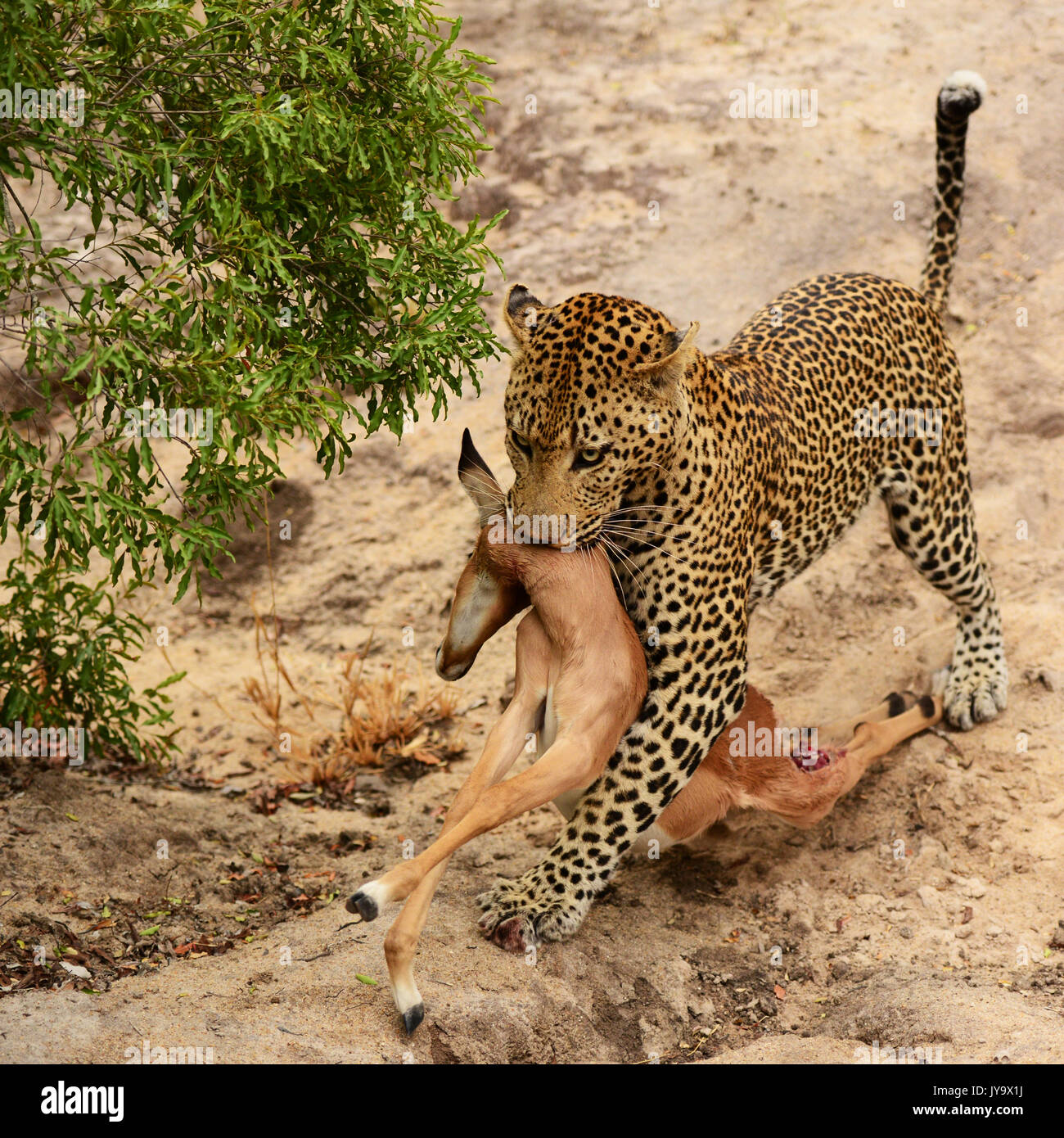 Sabi Sand Safari Stock Photo