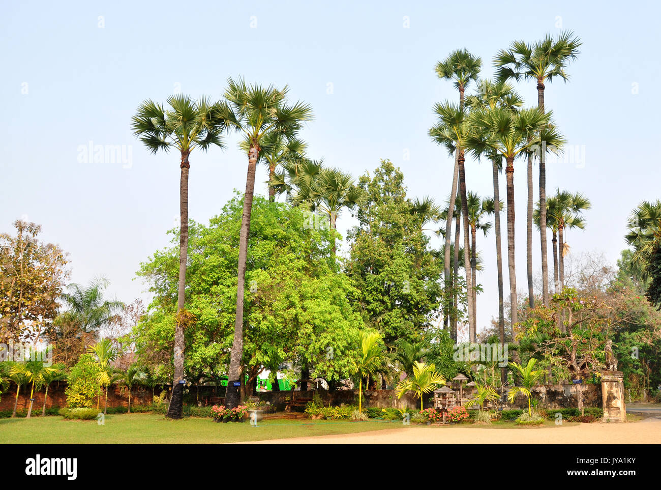 Sugar palm is a robust tree and can live more than 100 years and reach