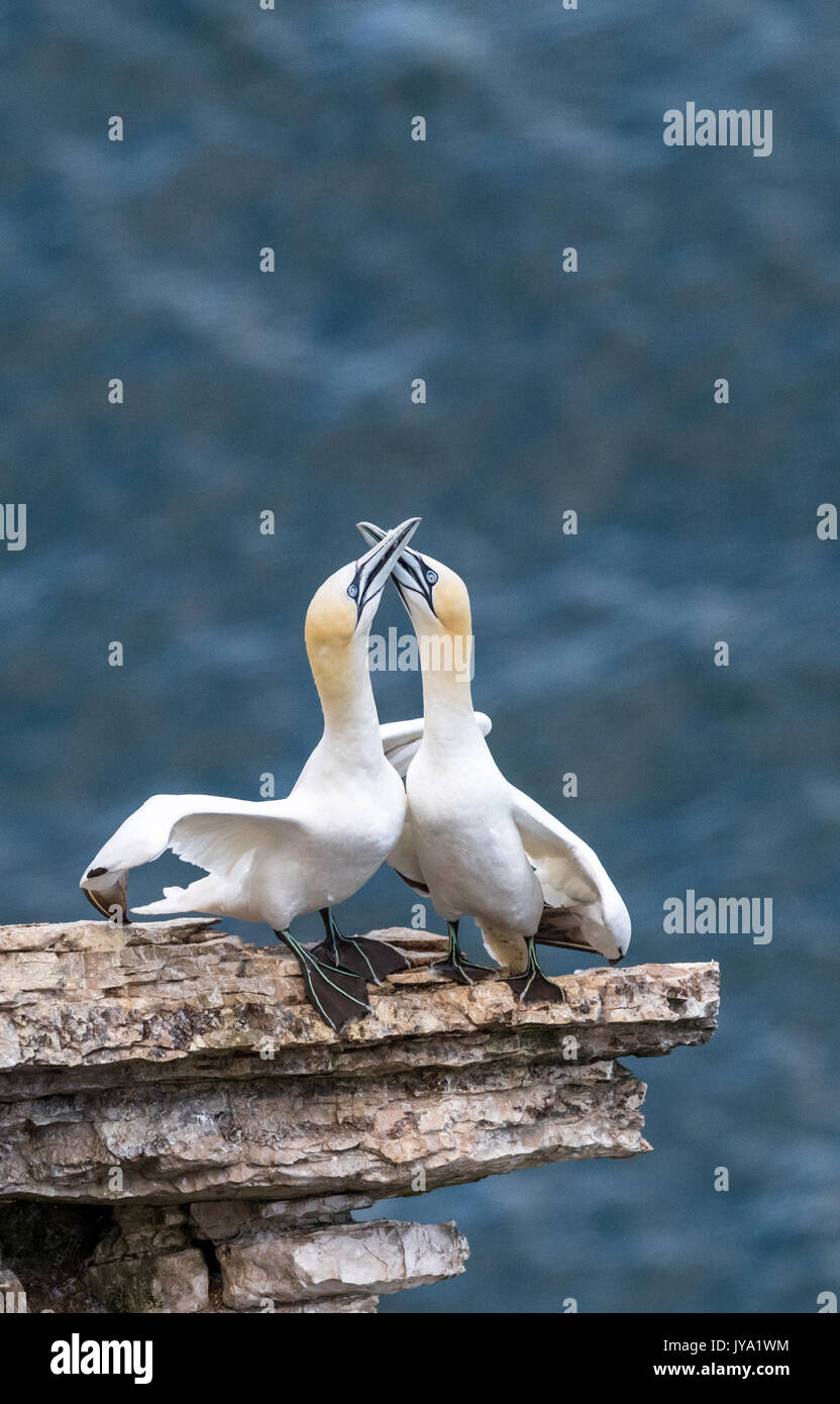 Male and female Gannets bonding together on the narrow cliff edge. Stock Photo