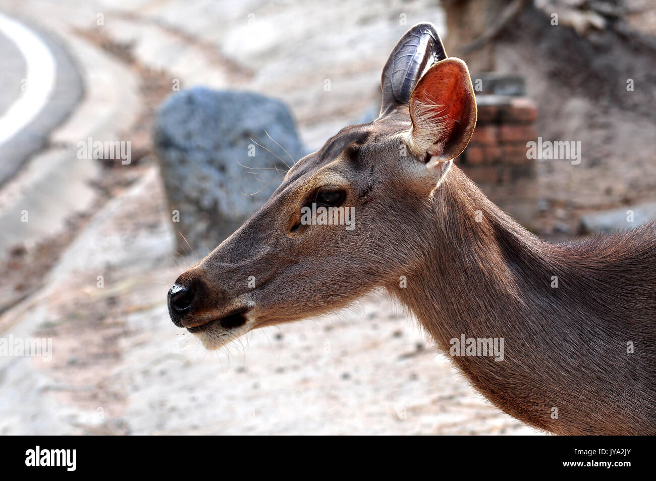 The Sambar is a large deer native to southern and southeast Asia. Stock Photo