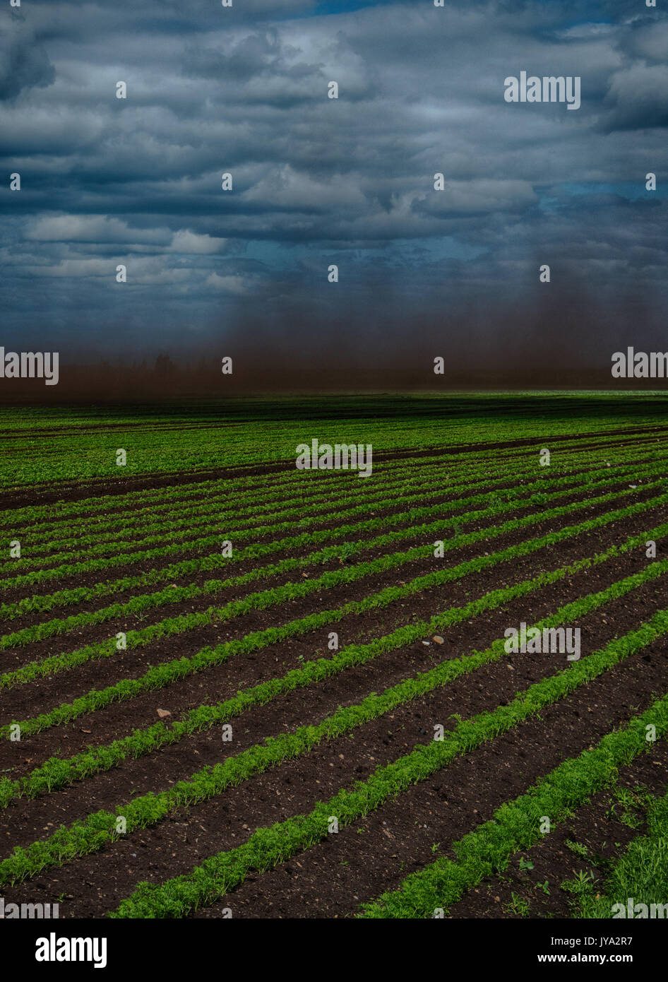 Black Blizzard ( dust devil. dust whirl) on agricultural lands. Loss of