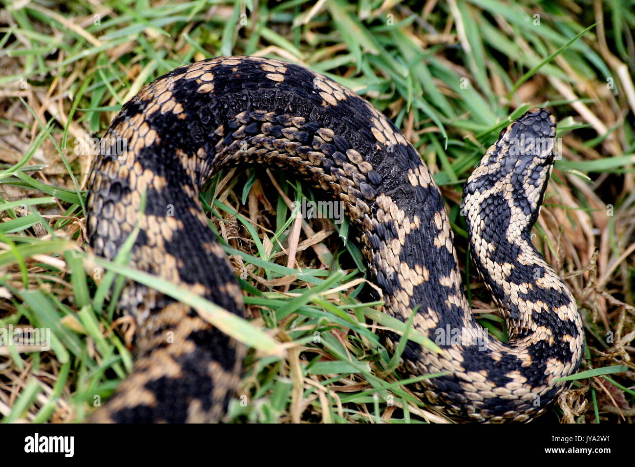 European viper hires stock photography and images Alamy