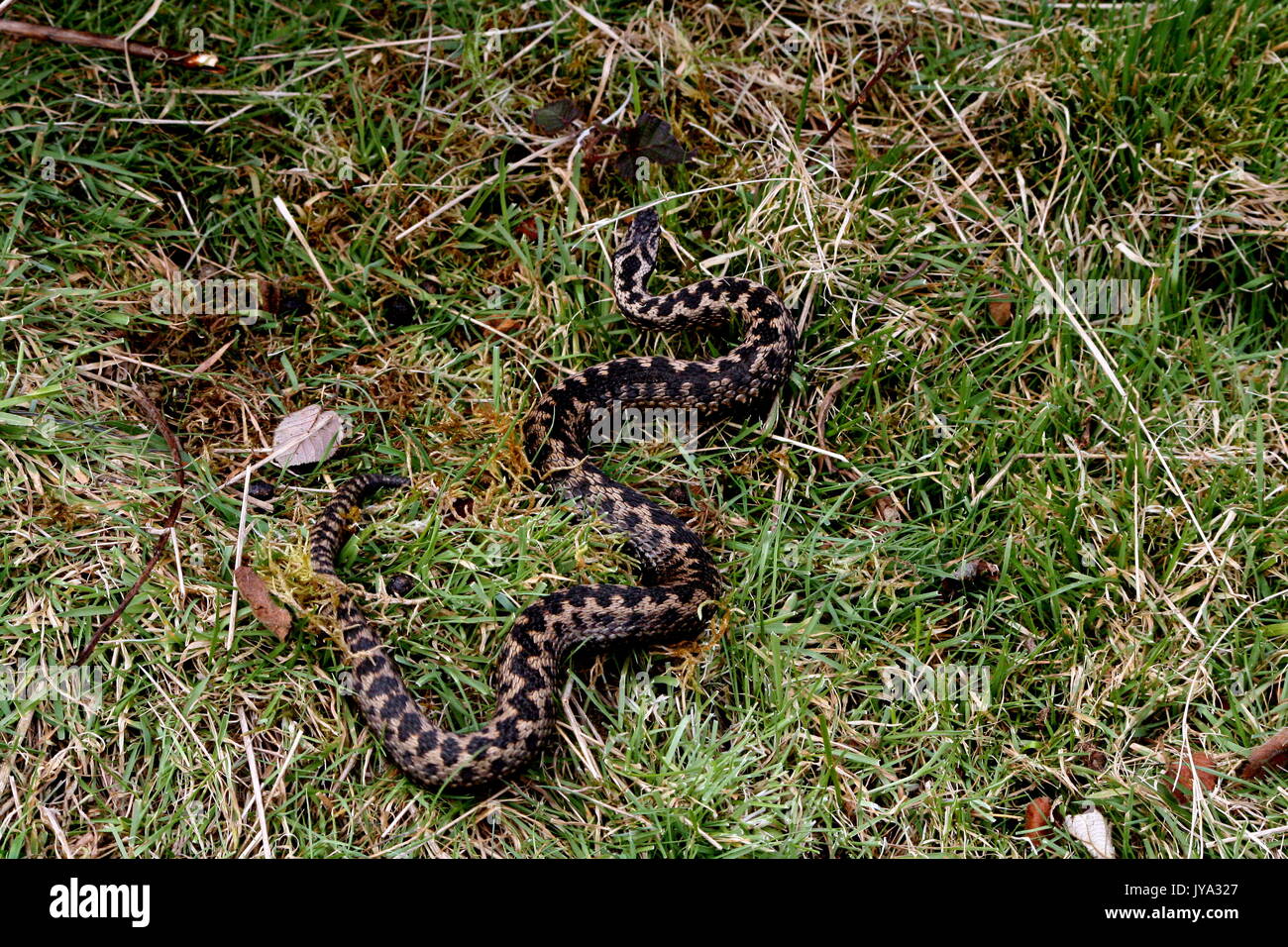 Adder showing scaring from Avian predation, Common European Viper, Vipera berus, on the Malvern Hills, Worcestershire. Adult female venomous snake UK Stock Photo