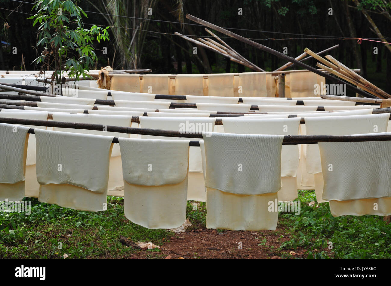 Rubber tree south america hires stock photography and images Alamy