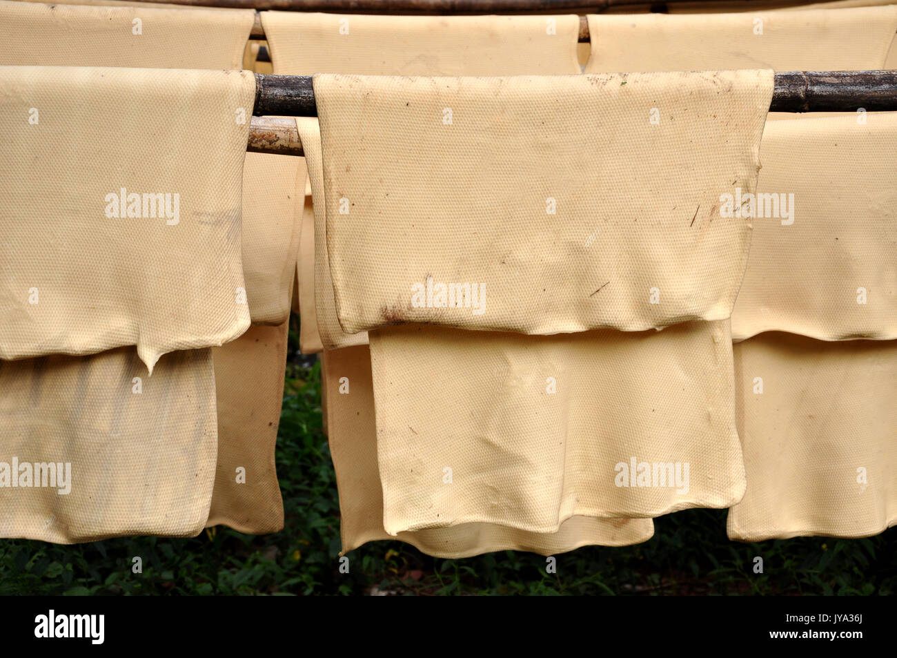 The para rubber tree initially grew in South America Stock Photo Alamy