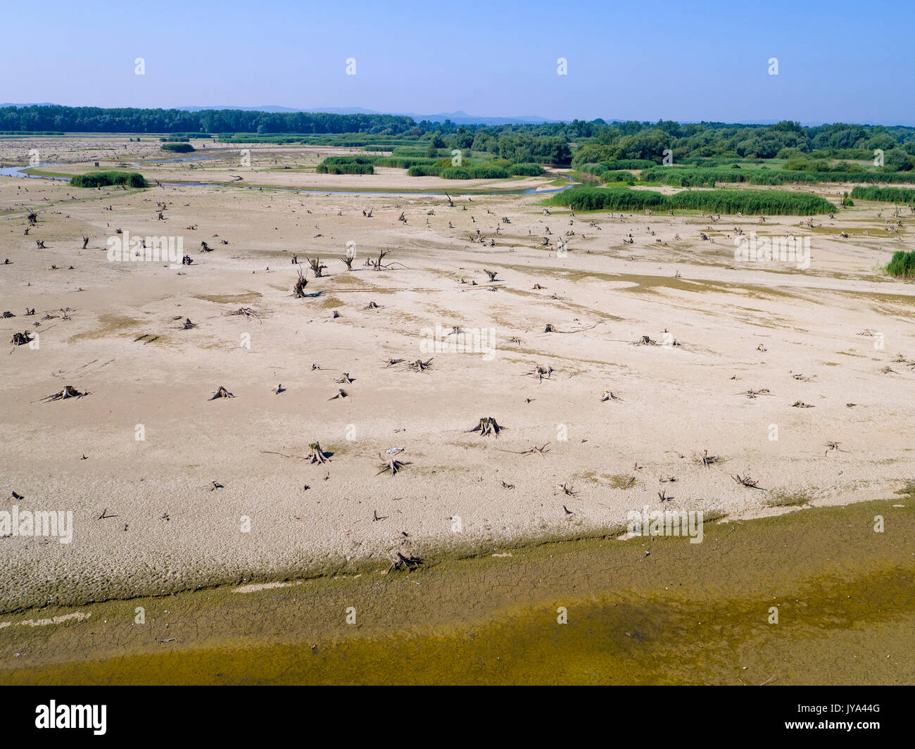 Tree Stump Rivers Dried riverbed with the tree stumps, reservoir of the Drava River Stock ...