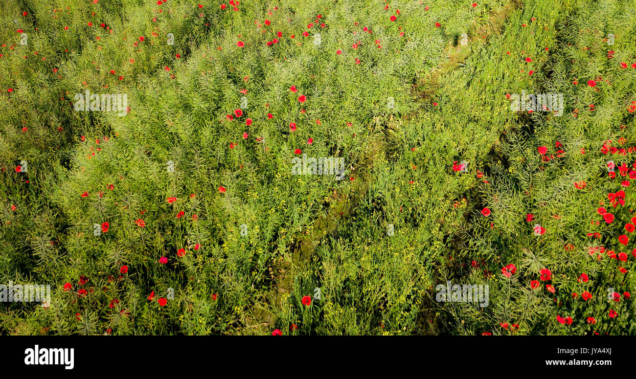 Rapeseed (Brassica napus) with the red poppy Stock Photo