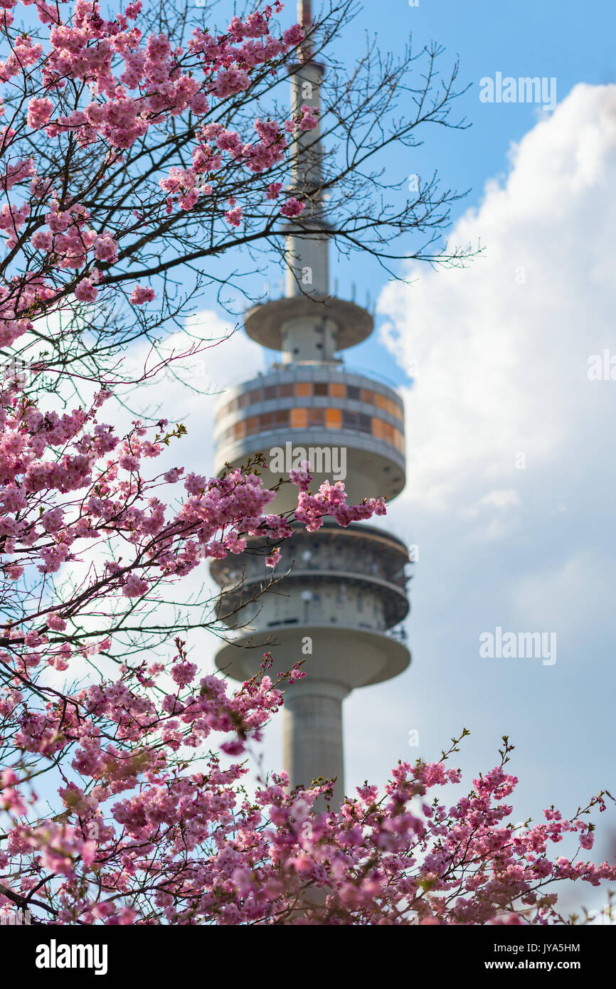 Highest observation point of Munich Radio-TV tower with revolving restaurant framed by spring blooming pink flowers Stock Photo