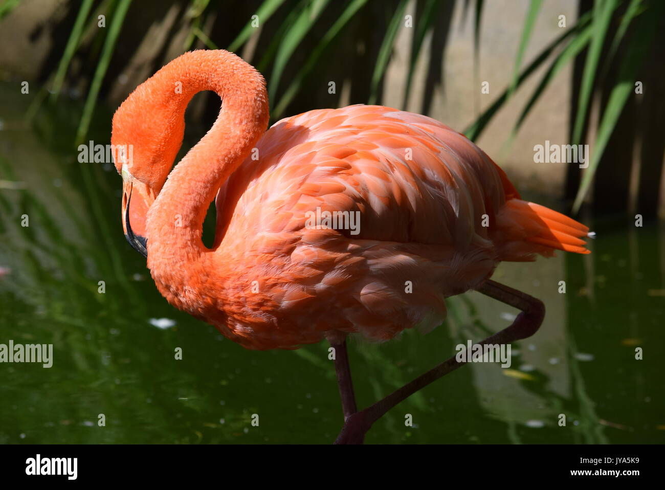 Animals nature wildlife hi-res stock photography and images - Alamy