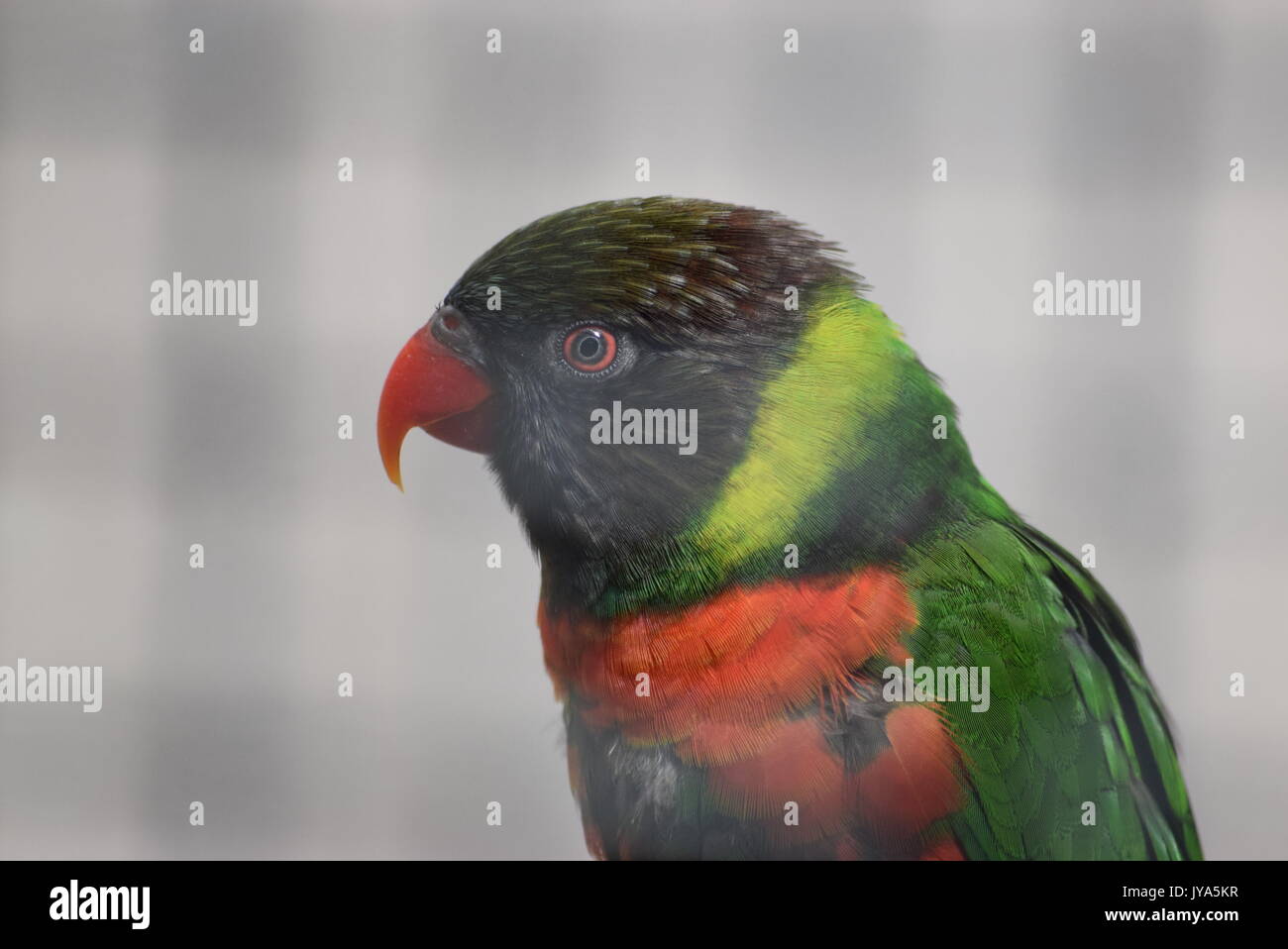 Animals nature wildlife hi-res stock photography and images - Alamy