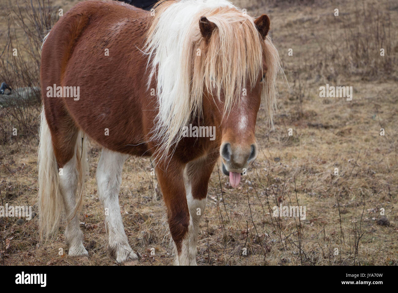 Grayson Highlands wild pony neighing Stock Photo
