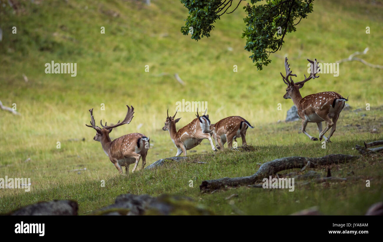 Four Fallow Deer bucks on the downhill run Stock Photo