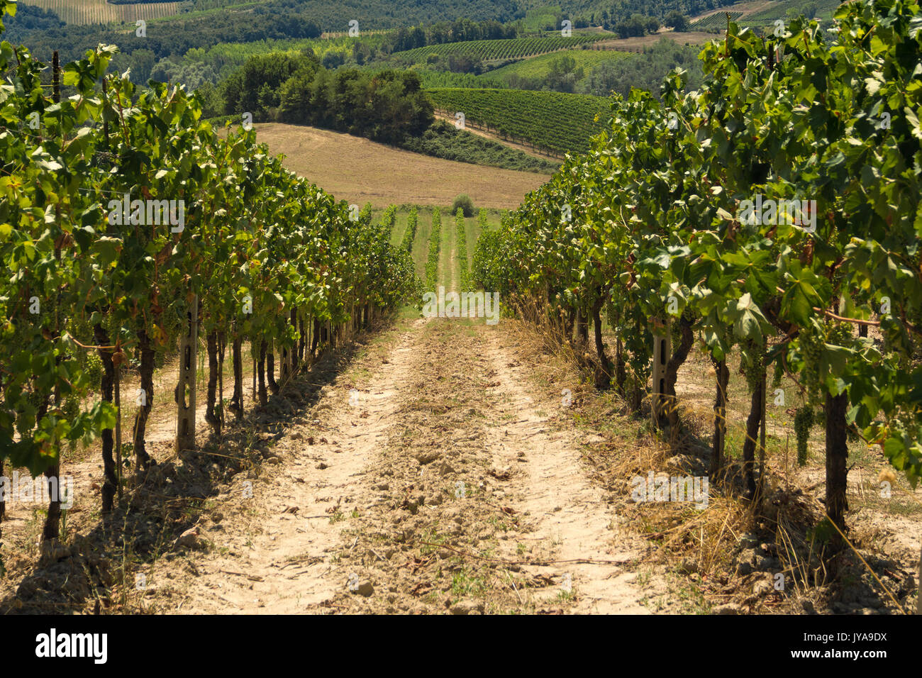 Rows of vines growing in Vineyard in Tuscany Stock Photo