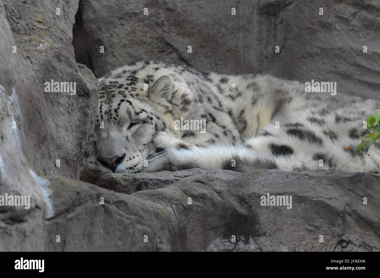 Snow leopard sleeping on a rock Stock Photo - Alamy