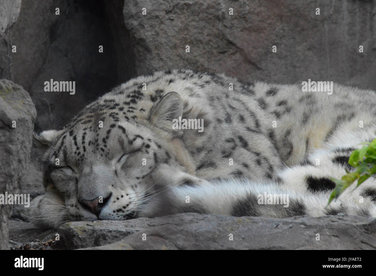 Snow leopard sleeping on a rock Stock Photo