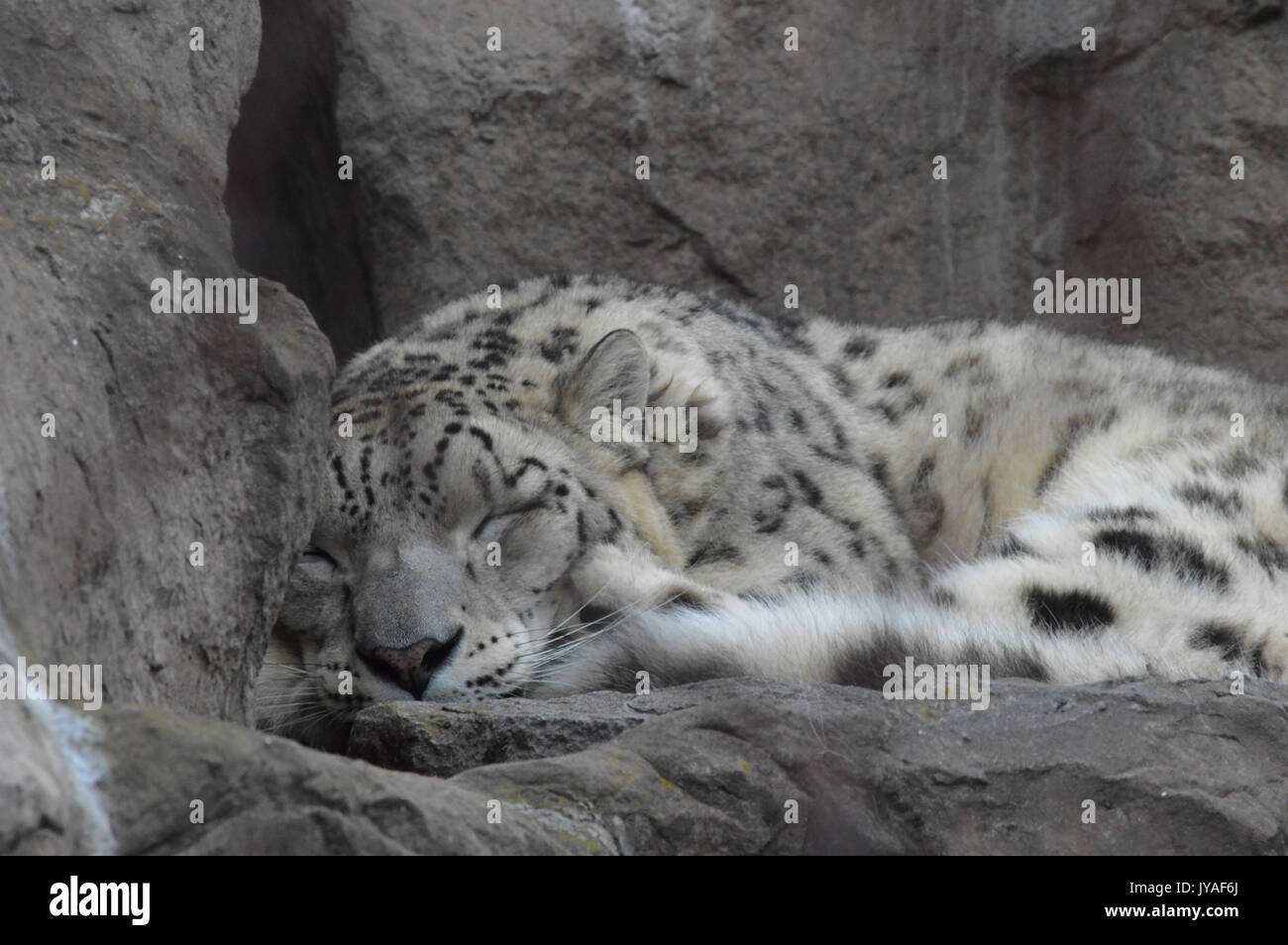 Snow leopard sleeping on a rock Stock Photo Alamy