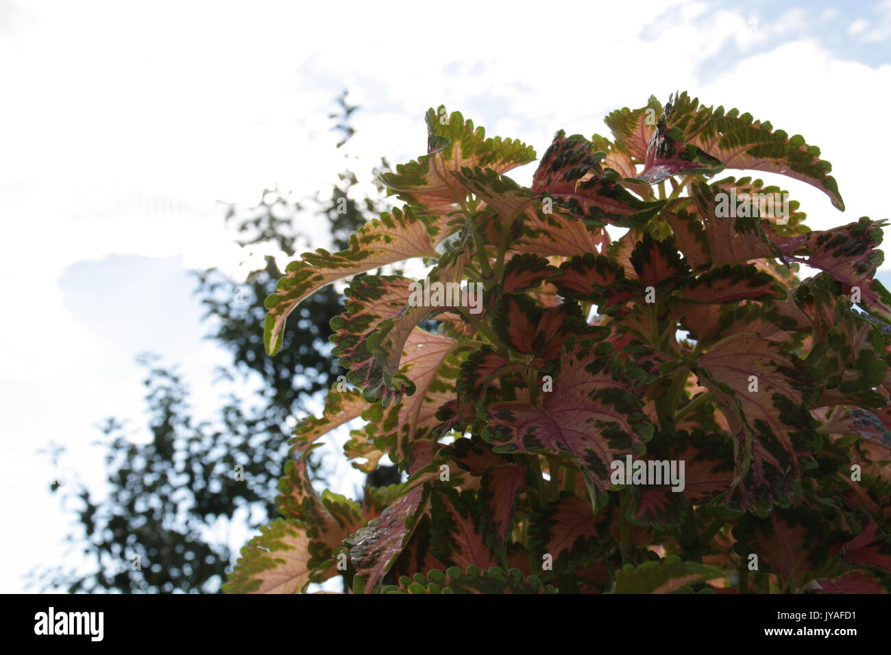 Brown and pink colored leafs with green border plant tree in garden. Stock Photo
